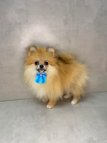 Spitz alemão fêmea