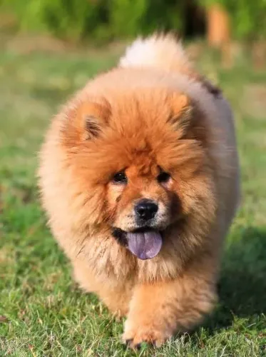 Chow Chow Pelagem Linda Disponível ?