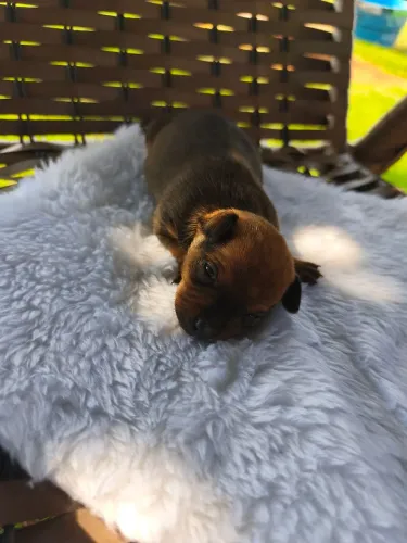 Filhote de Pinscher