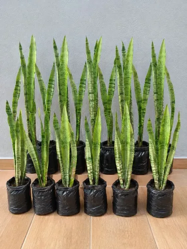 Mudas de plantas espada de são Jorge