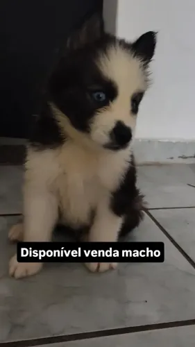 Cachorro husky siberiano 