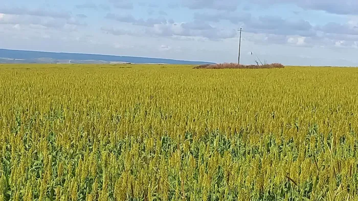 Fazenda a venda em Campo Alegre / Goiás!!!