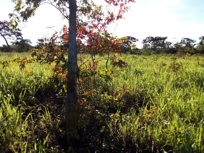 Terra Parana Tocantins