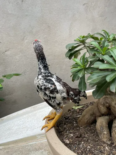 Mini galo