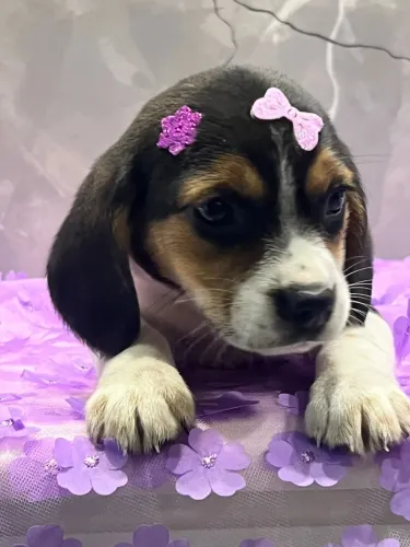 beagles em são leopoldo