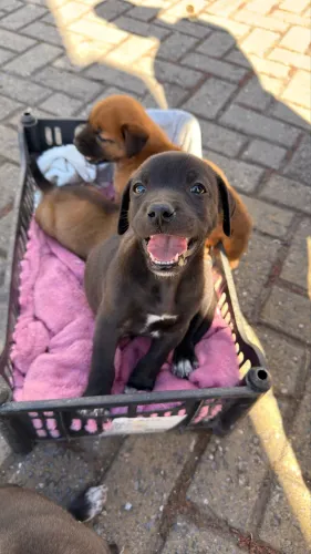 Doação de filhote de cachorro
