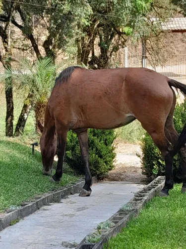 Vendo egua, marchadeira 