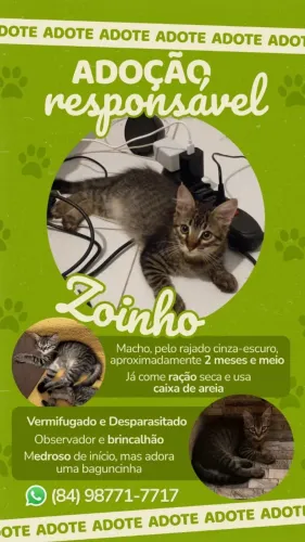 Gatos