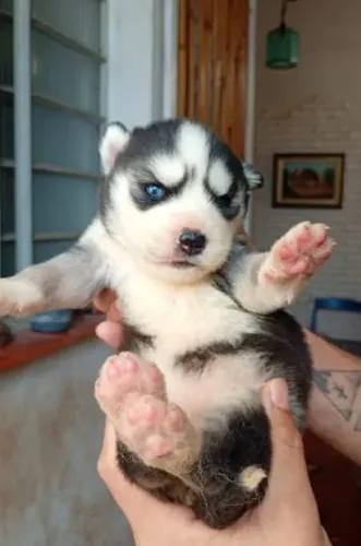 Husky siberiano disponível