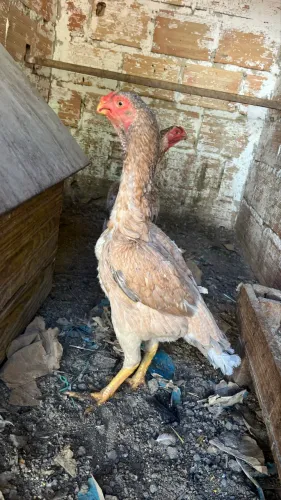 Galinha Índia bico curto?