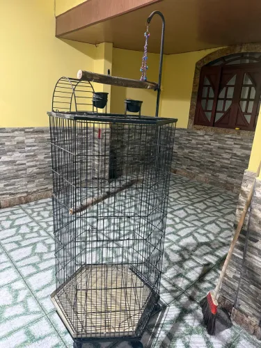 Viveiro de papagaio