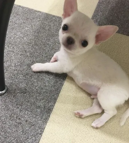 Chihuahua filhote - chocolate, branco, e outras lindas cores