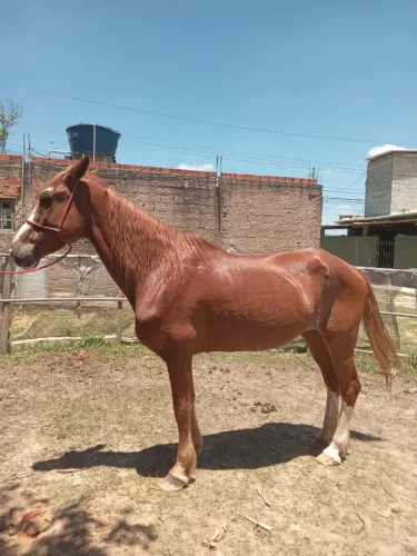 Egua