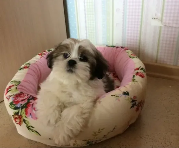Lhasa Apso Mini Branco Macho - Pequeno, Fofinho e Muito Companheiro! 