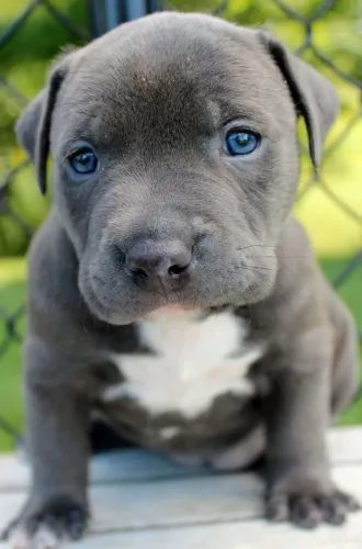 A Presença do American Bully