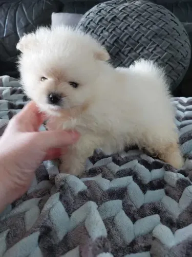 Spitz Alemão O Cão com a Personalidade Mais Divertida que Você Vai Conhecer!