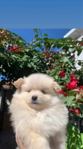 Spitz Alemão (Lulu da Pomerânia)