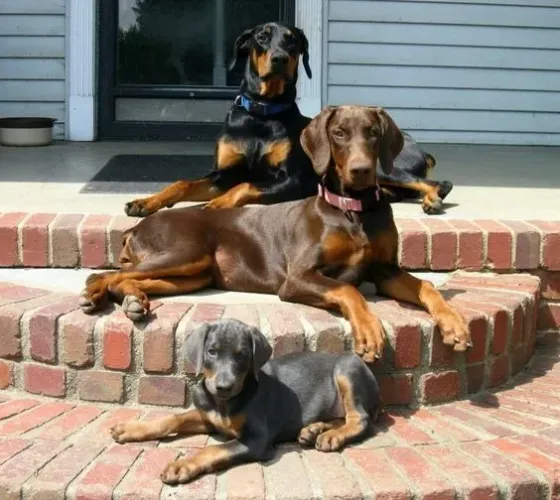 A Imponência do Doberman  