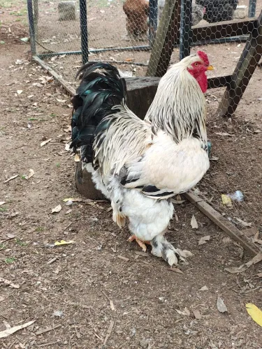 Galos brahmas puros ótima genética 