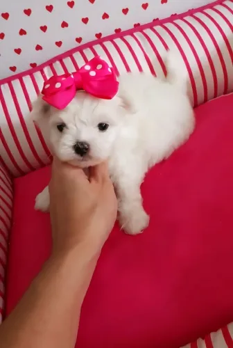 Maltês. Uma pequena princesa à sua espera!