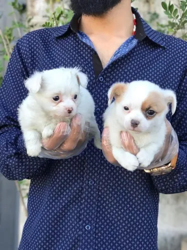 Chihuahua branco/malhado/vermelho/red brindle, com garantias genéticas e suporte vet!
