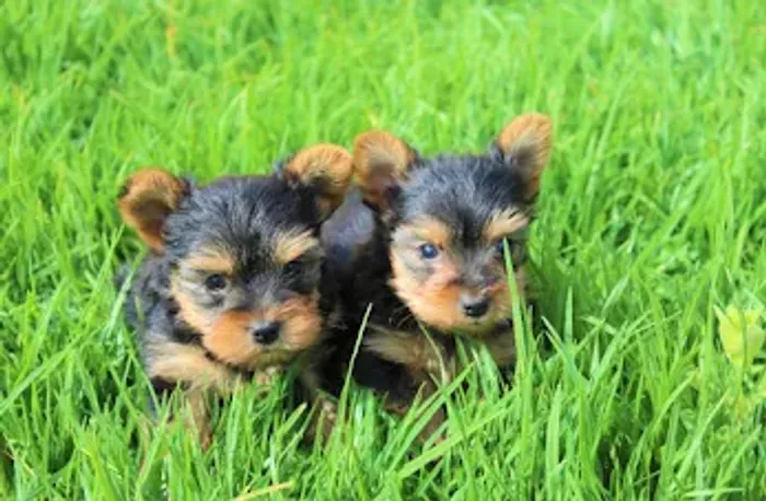 Yorkshire Terrier os menores da raça 