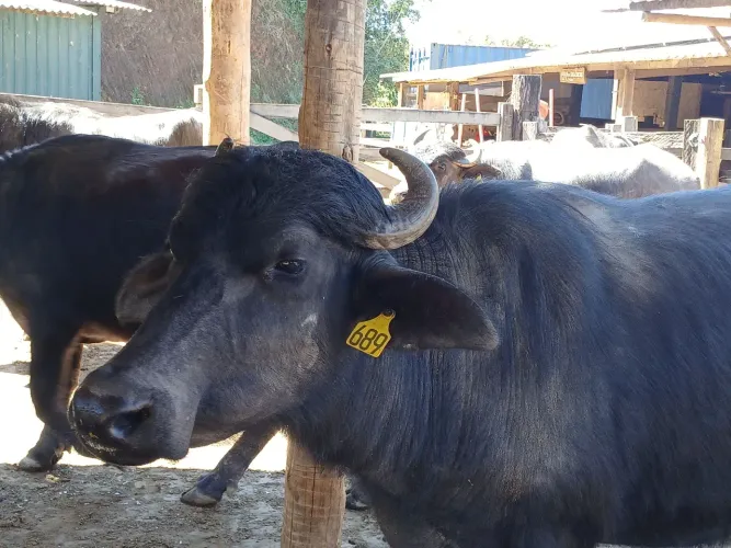 Búfalas para produção leiteira 