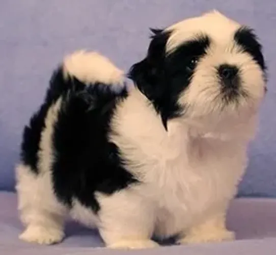 Shih-Tzu Macho Black: Elegância e Estilo com Muito Carinho!