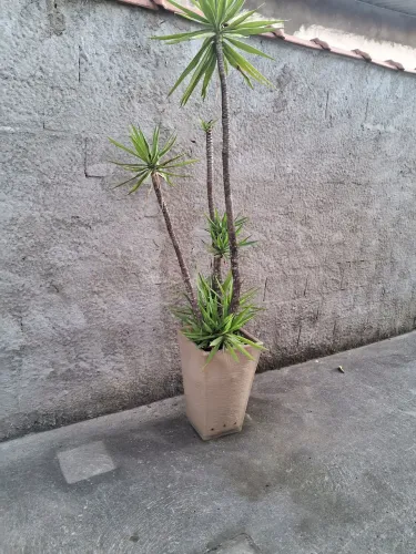 Yucca em vaso para decoração