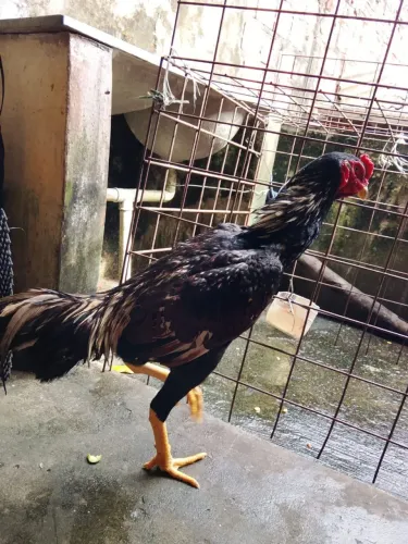 Frango Shamo 