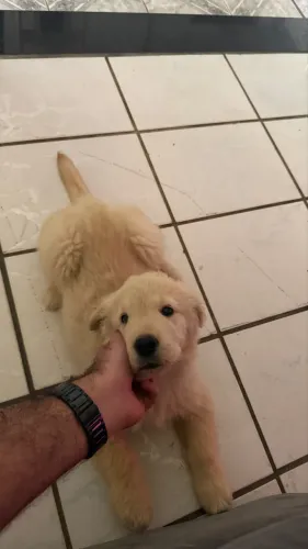 Golden Retriever puro vermifugado