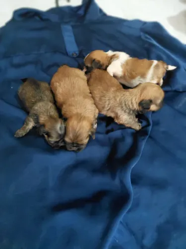 Disponível Shih Tzu para reserva