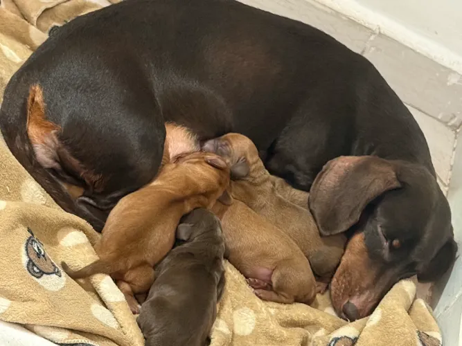 FILHOTES DACHSHUND PARA RESERVA