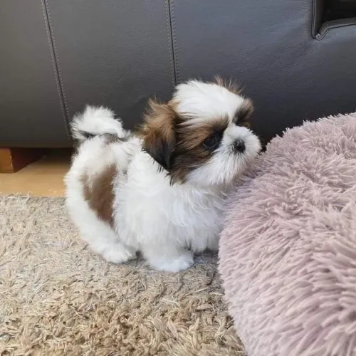 Shih tzu fêmea a pronta entrega - nos chame