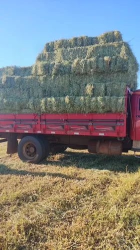 Feno de tifton 85 premium