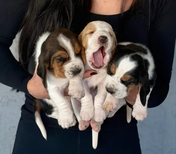 Filhote de Basset Hound