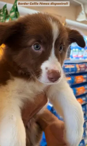 Border Collie 