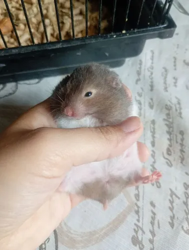Vendo hamster sírio