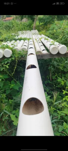 Canos 75mm para hidroponia, já estão furados pra alface e da pra coentro.