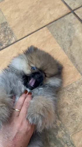 Lulu pomeranea sptz ursinho puro