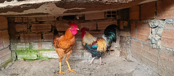 Galinhas,galos, pato, peru