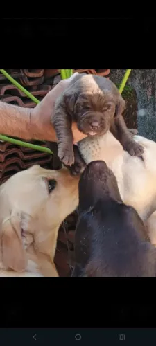 LINDOS FILHOTES DE LABRADOR PRETO E CHOCOLATE 