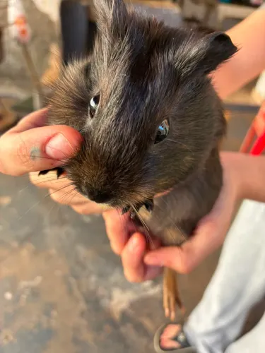 Porquinho da índia Macho 1 mês de vida