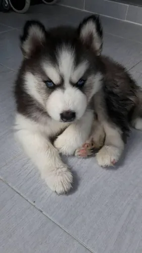 Husky siberiano Cachorrinho pronto para trazer amor todos os dias