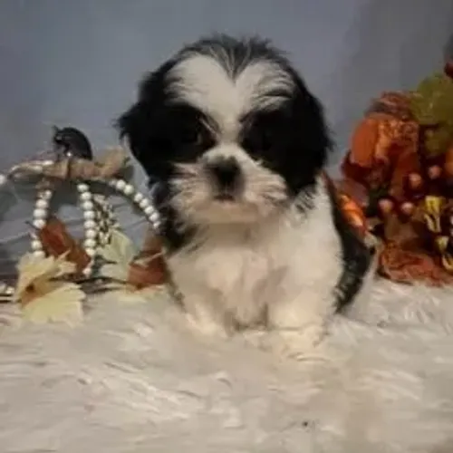 Shih Tzu,Shih Tzu Filhote Estrutura Perfeita Disponível