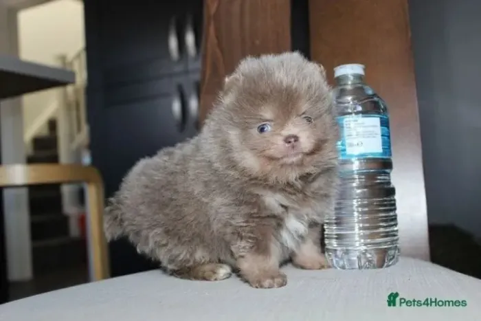 Neném spitz alemão/lulu da pomerânia saudável e linhagem dócil