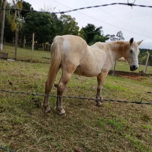 Egua Crioula excelente para trabalhar no campo 