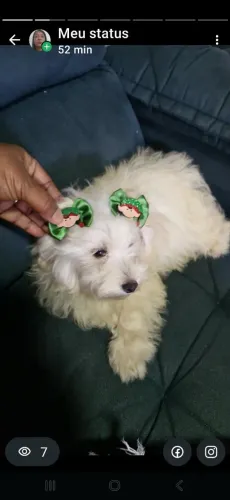 Vendo podoo toy femea com 7 meses