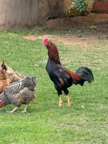 Vendo Galo e Galinhas
