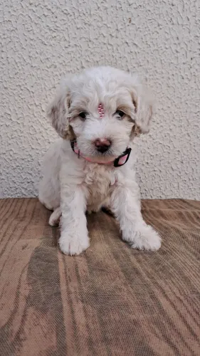 Poodle n°1